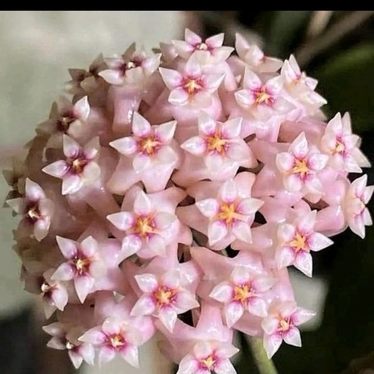 Hoya Parasitica 'Splash' - Tampa Home & Garden Store