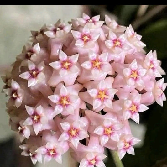 Hoya Parasitica Splash plant with pink star-shaped blooms and yellow centers in a round cluster on Tampa Home & Garden Store