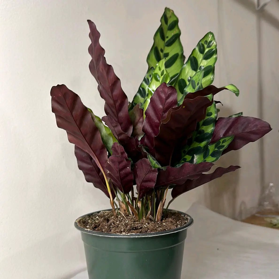 Calathea Lancifolia Rattlesnake Plant Houseplant