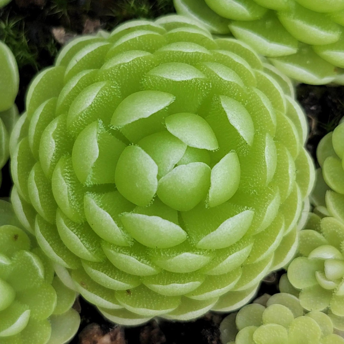 Pinguicula esseriana {Agua de León} - Tampa Home & Garden Store