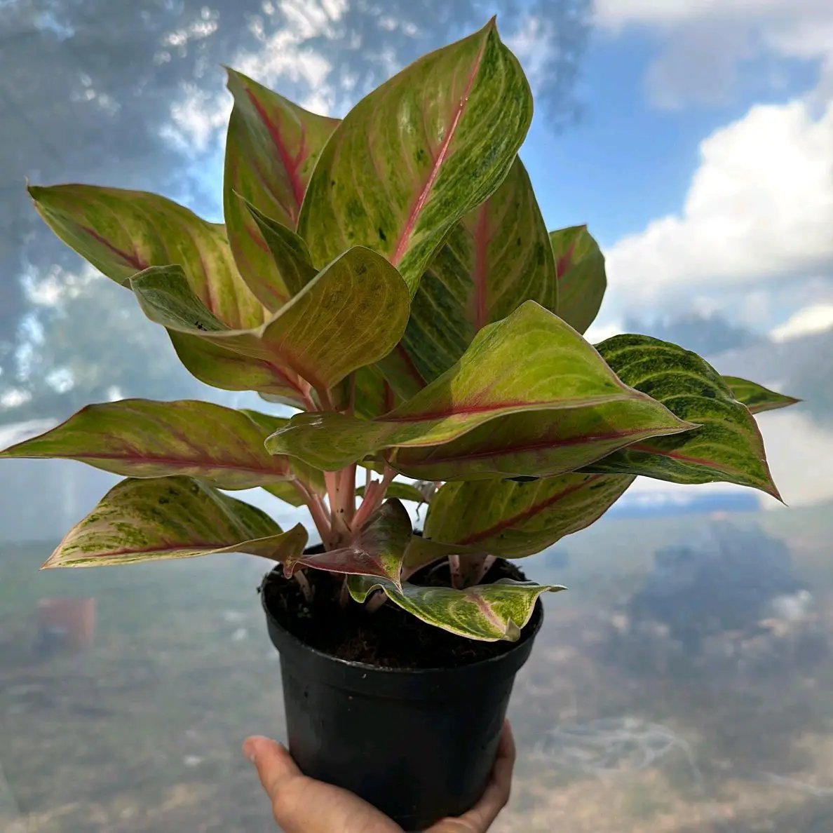 Aglaonema Golden Fluorite plant with pink stems and variegated leaves, potted houseplant on Tampa Home & Garden Store