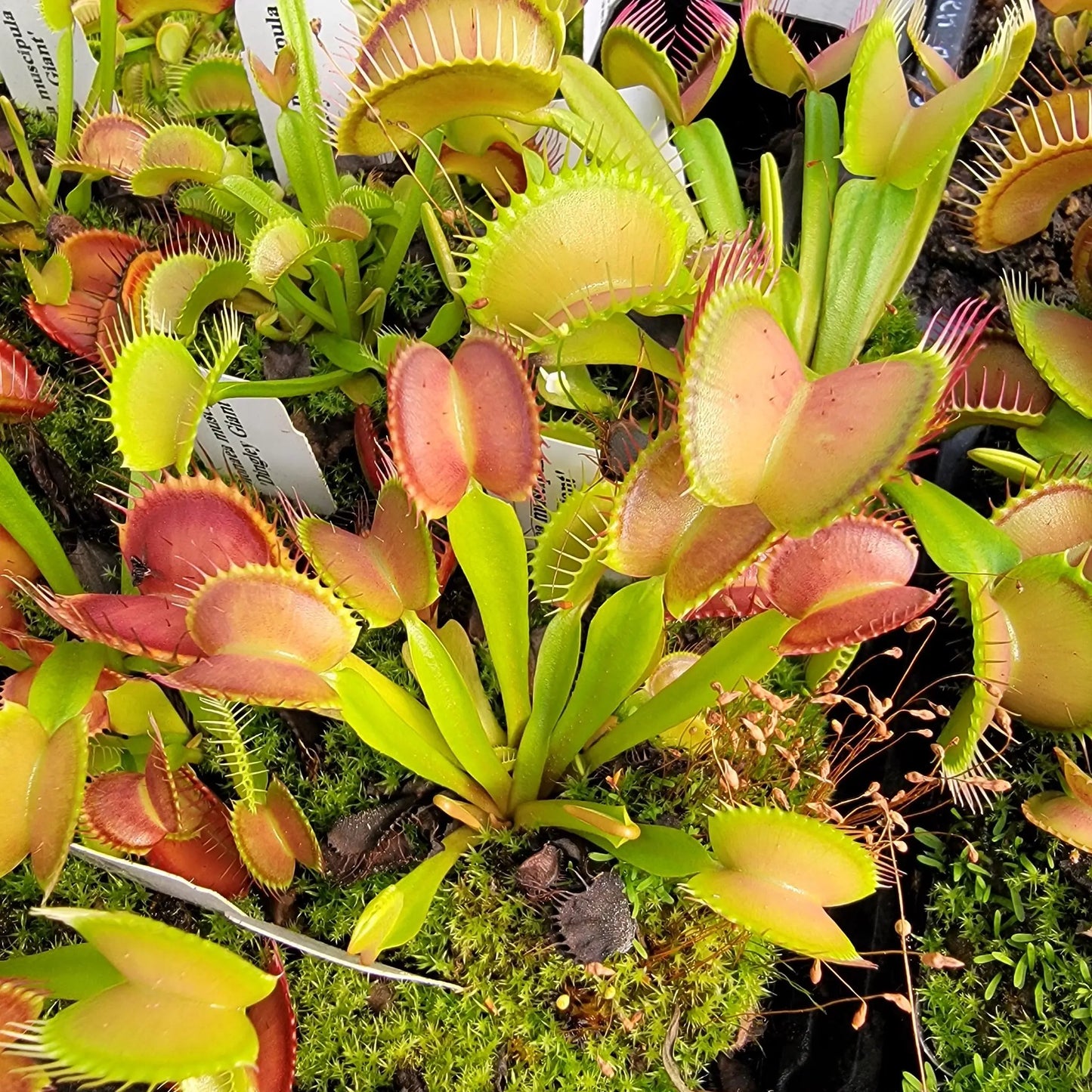 Venus flytrap Big Mouth x B52 live plant with red-tinged traps and lime-green leaves in a tray on Tampa Home & Garden Store