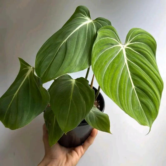Rare Philodendron Gloriosum velvety leaves, green heart leaves with pale veins, RUNOPLANTS plant on Tampa Home & Garden Store