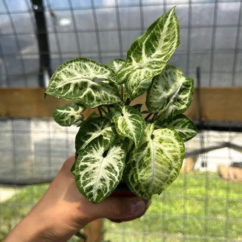 Syngonium Orejas de Ratón