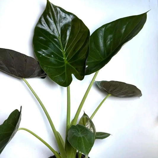 Alocasia Elephant Ear Wentii indoor plant with glossy dark green leaves and pale green stems on Tampa Home & Garden Store