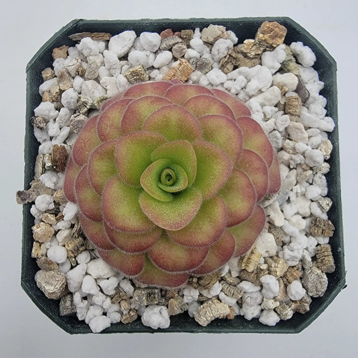 Pinguicula agnata 'El Lobo' x 'Huahuapan' (Red clone) - Tampa Home & Garden Store