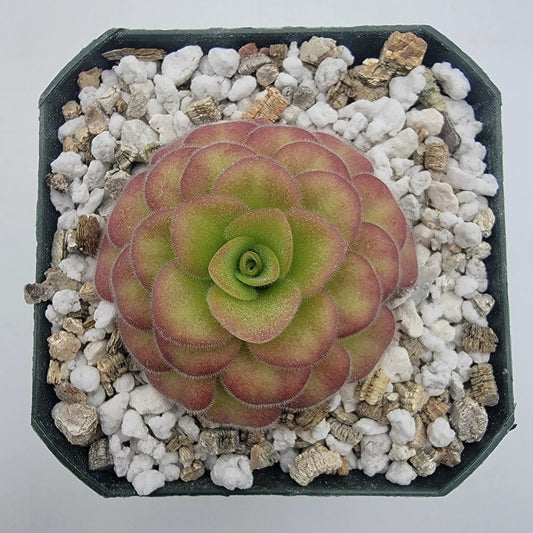Butterwort Pinguicula agnata 'El Lobo' x Huahuapan red clone rosette in black pot on Tampa Home & Garden Store
