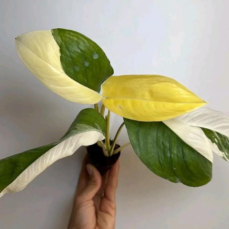 Variegated Monstera Lechleriana plant with green and white leaves RUNOPLANTS potted houseplant on Tampa Home & Garden Store