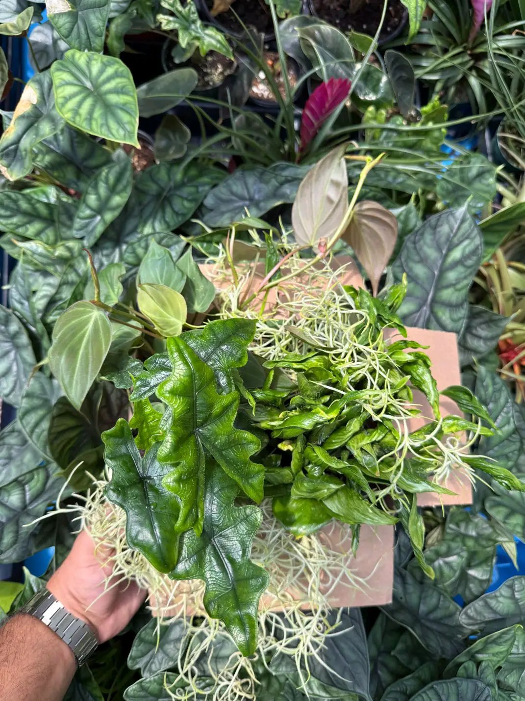 Spooky Mystery Bundle Box - 3 Spooky Plants - Tampa Home & Garden Store