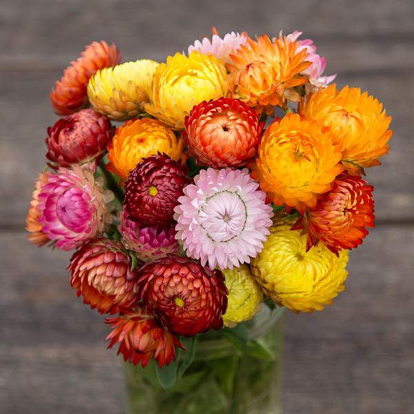 Rogli Riesen strawflower bouquet with yellow orange pink red blooms in a glass vase on Tampa Home & Garden Store