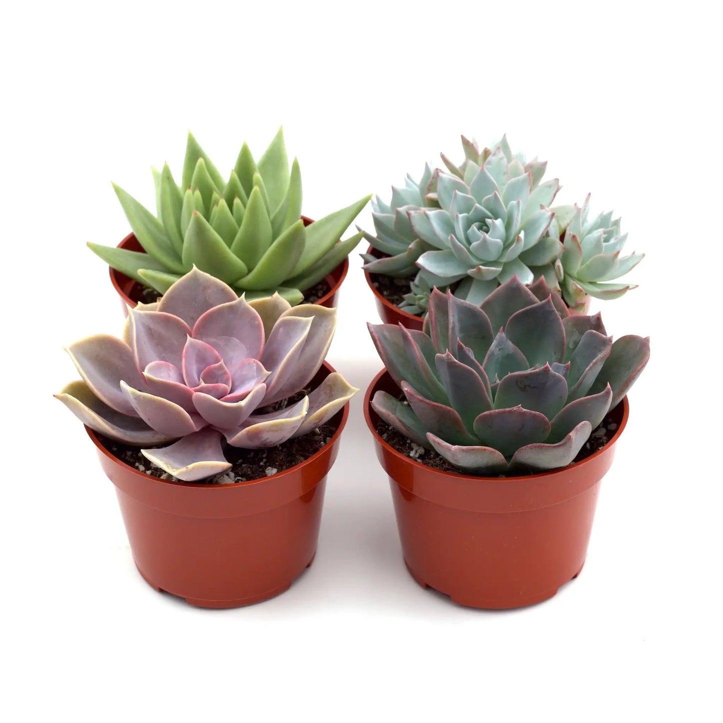 Succulent variety pack in 4 inch pots; 6 rosettes in green, blue-green and purple on Tampa Home & Garden Store