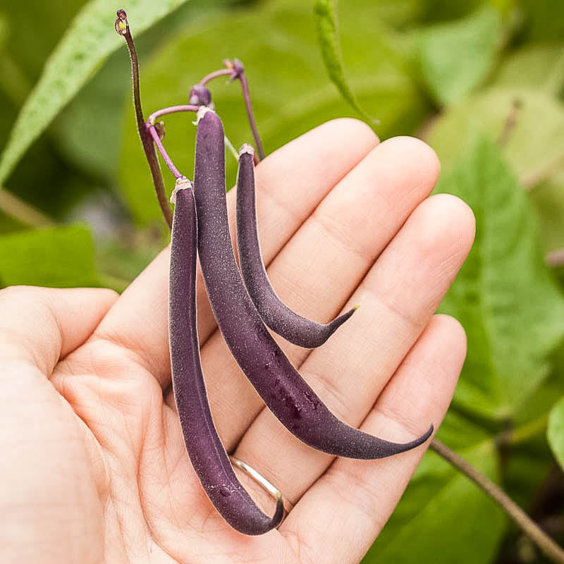 Royalty Purple Pod Bush Bean seeds, three deep purple pods held in hand Seedtime Store on Tampa Home & Garden Store