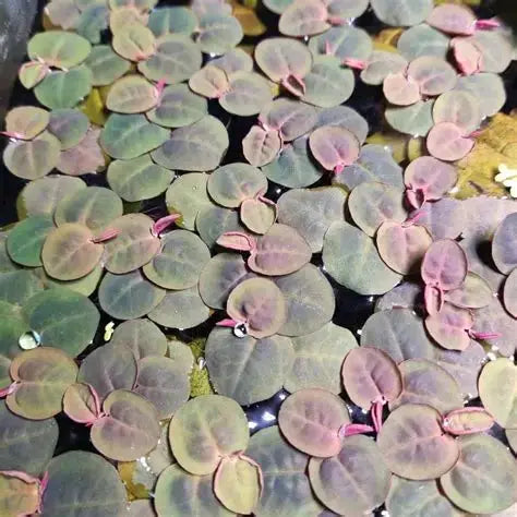 Red Root Floater plant with round purple-green leaves and pink stems AquaHorizon on Tampa Home & Garden Store
