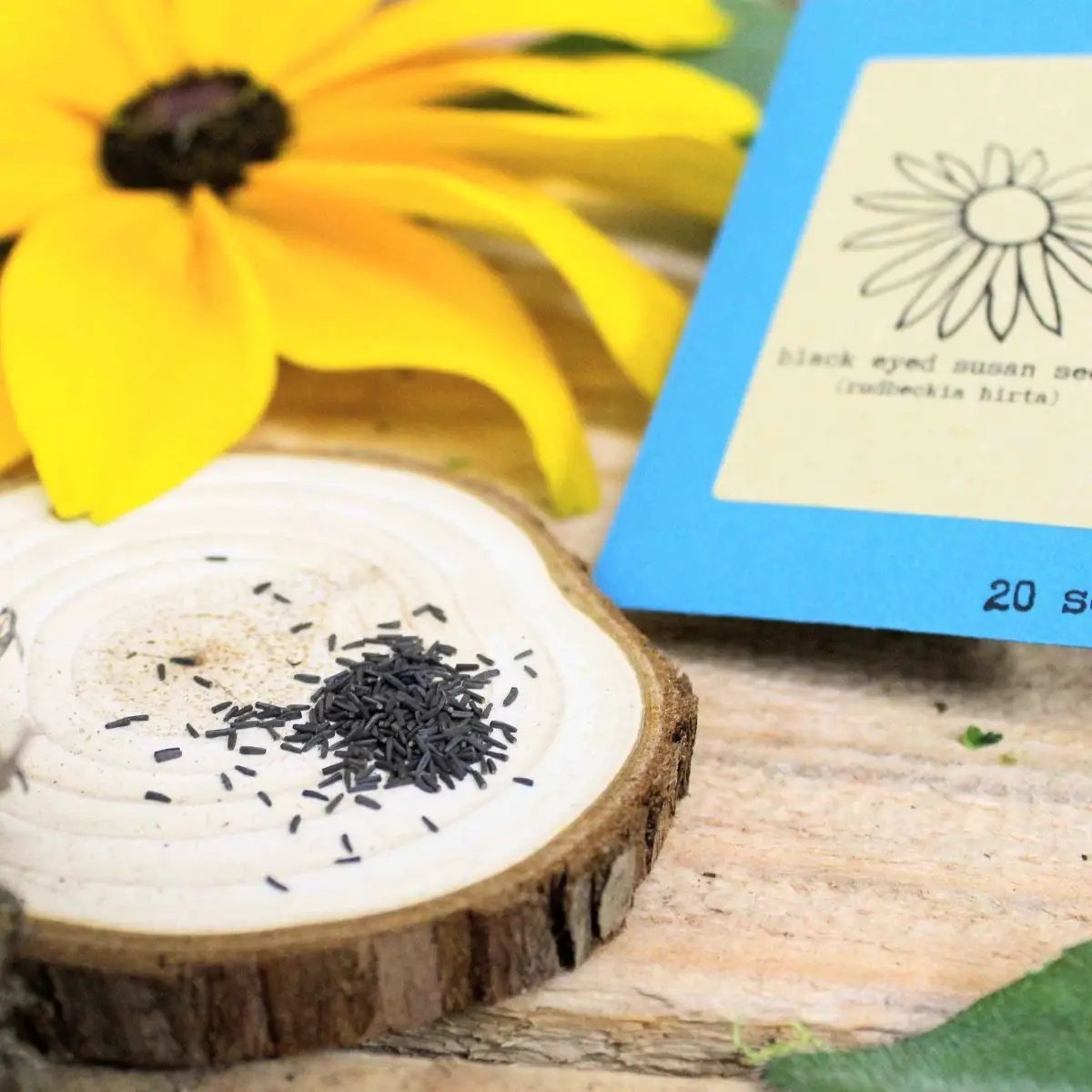 Rudbeckia Hirta Black Eyed Susan seeds Plantflix in blue packet; 20 seeds on wood slice on Tampa Home & Garden Store