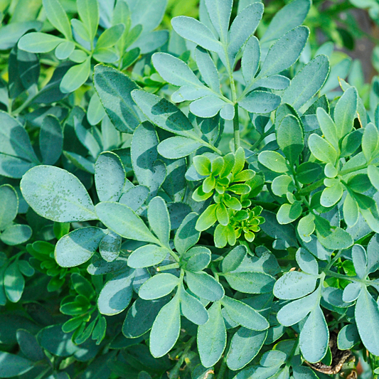Close-up of green leafy rue plant with a blurred background