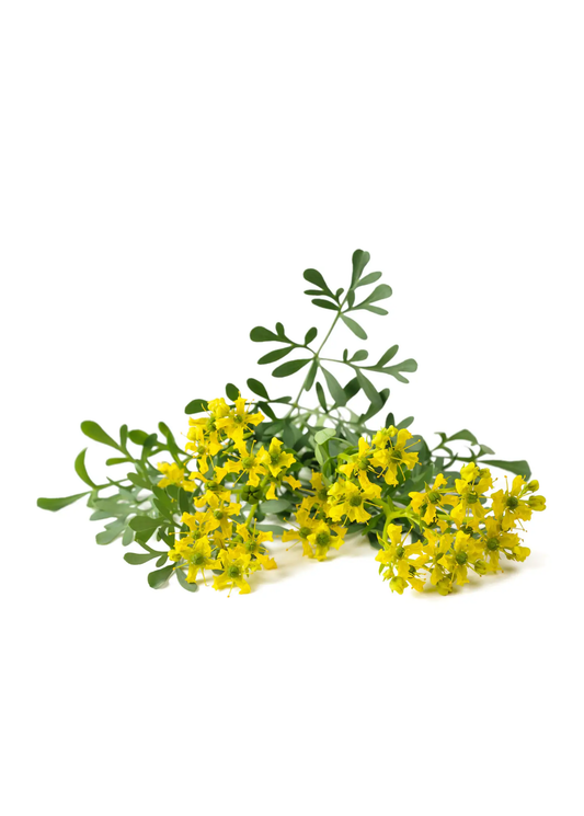 Rue plant herb Ruta graveolens with bright yellow flowers and green leaves on Tampa Home & Garden Store