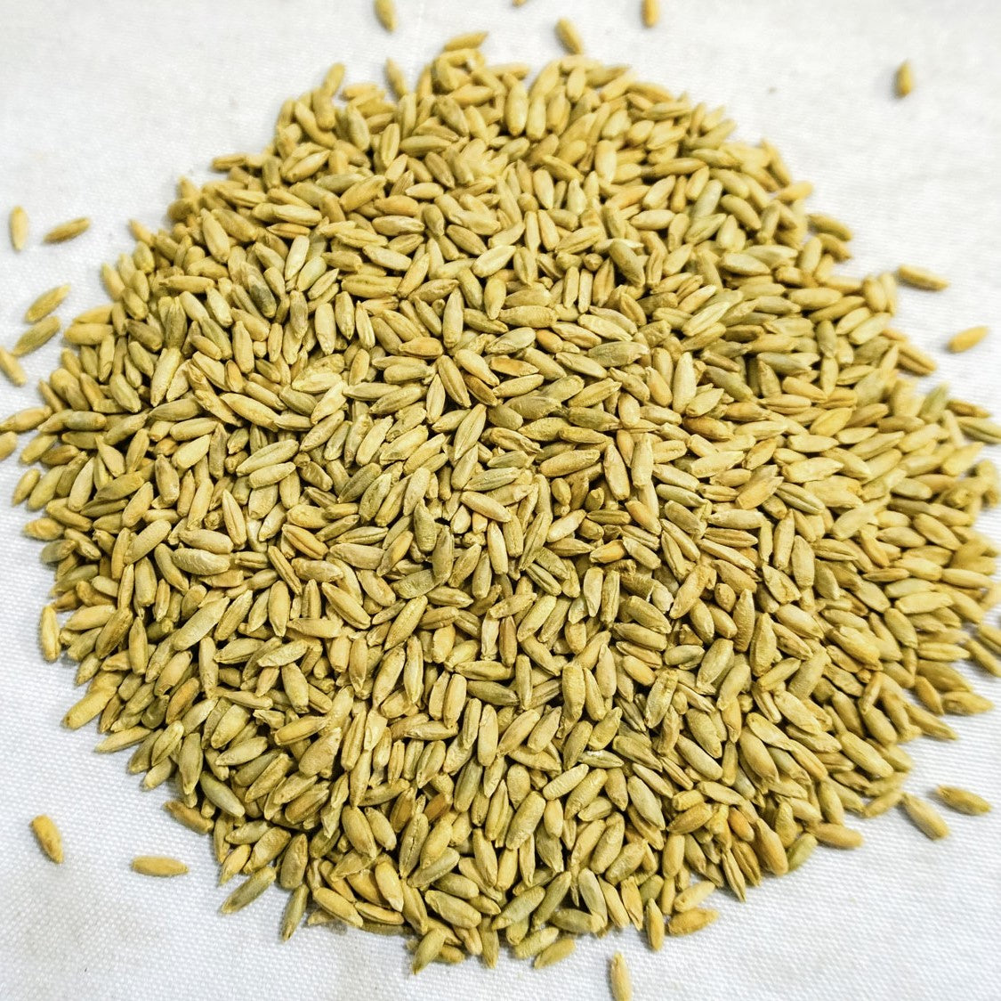 Thunder Acres 4 Seed Sample Pack: wheat, oat, rye, barley seeds in pale tan color on Tampa Home & Garden Store