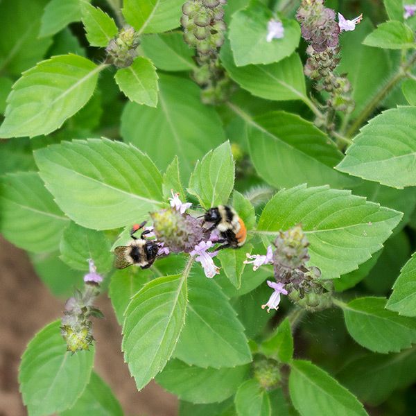 Sacred Basil seeds plant with lush green leaves and tiny purple flowers, bees visiting blooms on Tampa Home & Garden Store