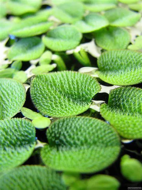 Water Spangles Salvinia minima floating fern green ribbed leaves AquaHorizon on Tampa Home & Garden Store