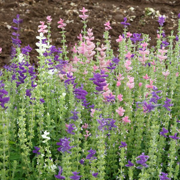 Salvia seeds by Seedtime Store with purple pink and white flower spikes on Tampa Home & Garden Store