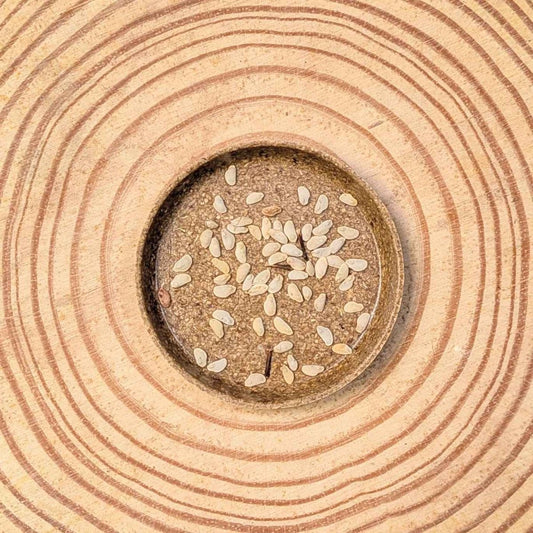 Semillas de Schefflera arboricola 'Planta paraguas enana'