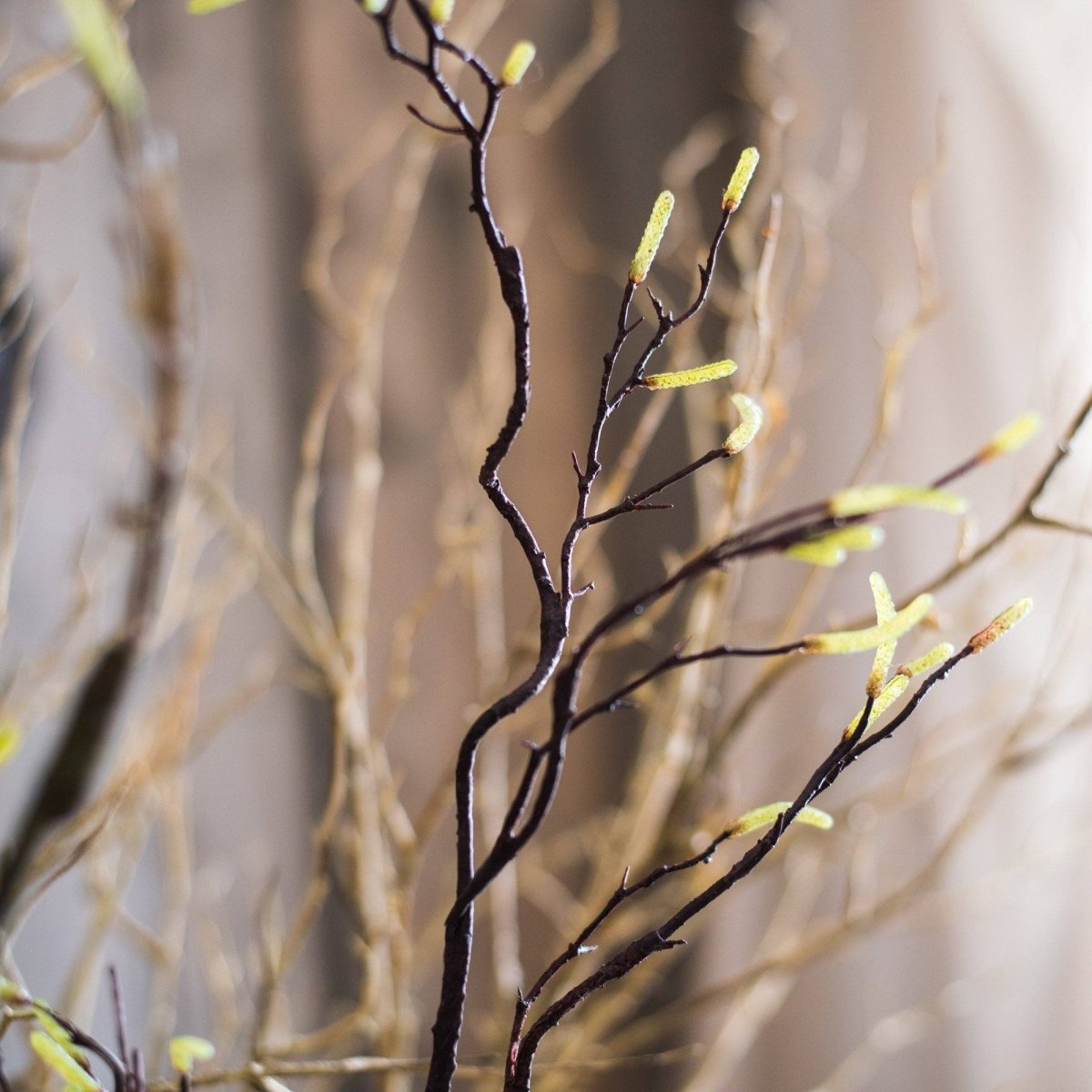 Seed Germination Branch Stem Faux by RusticReach, dark brown twisted stems with pale lime buds on Tampa Home & Garden Store