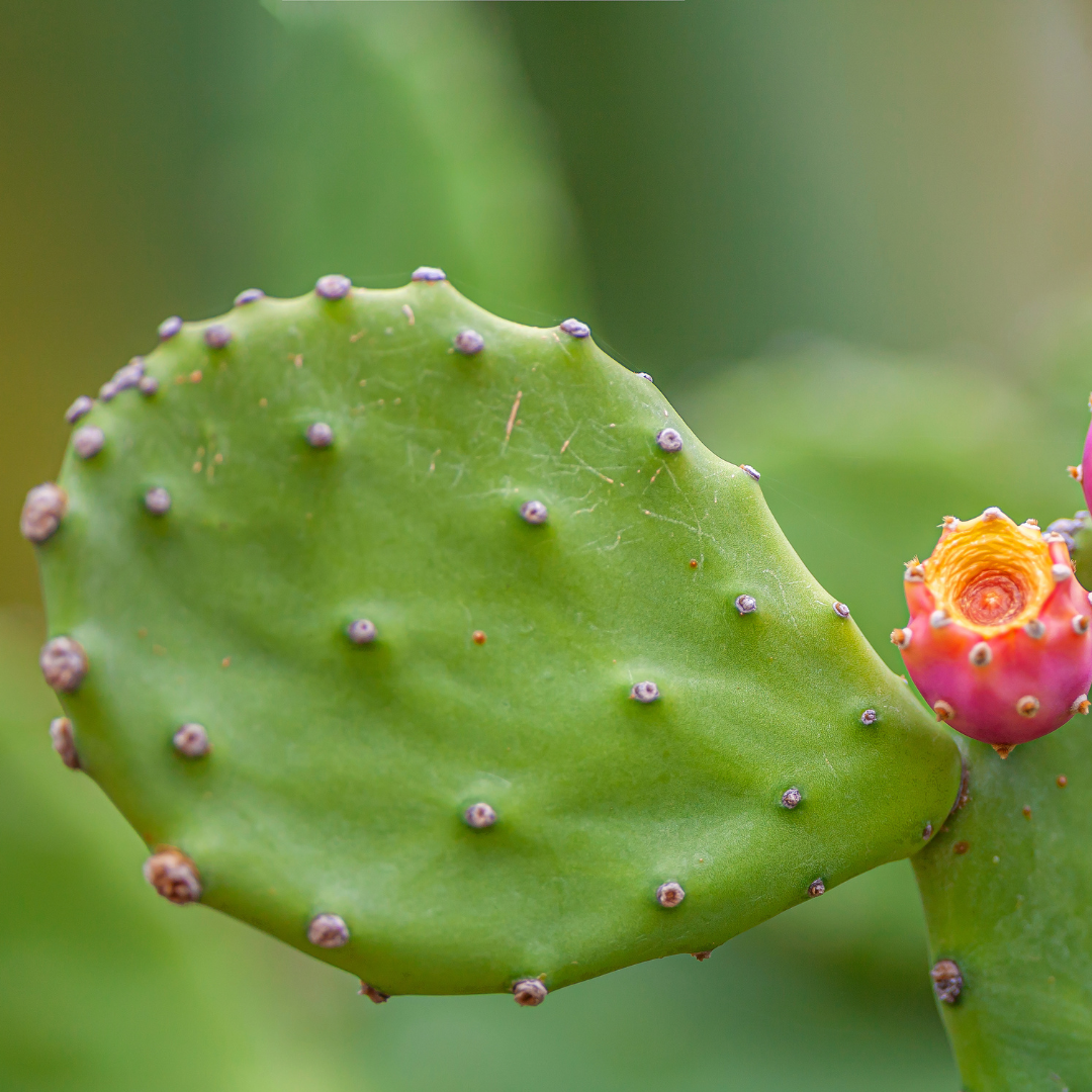 Opuntia Mix "Prickly Pear" Seeds