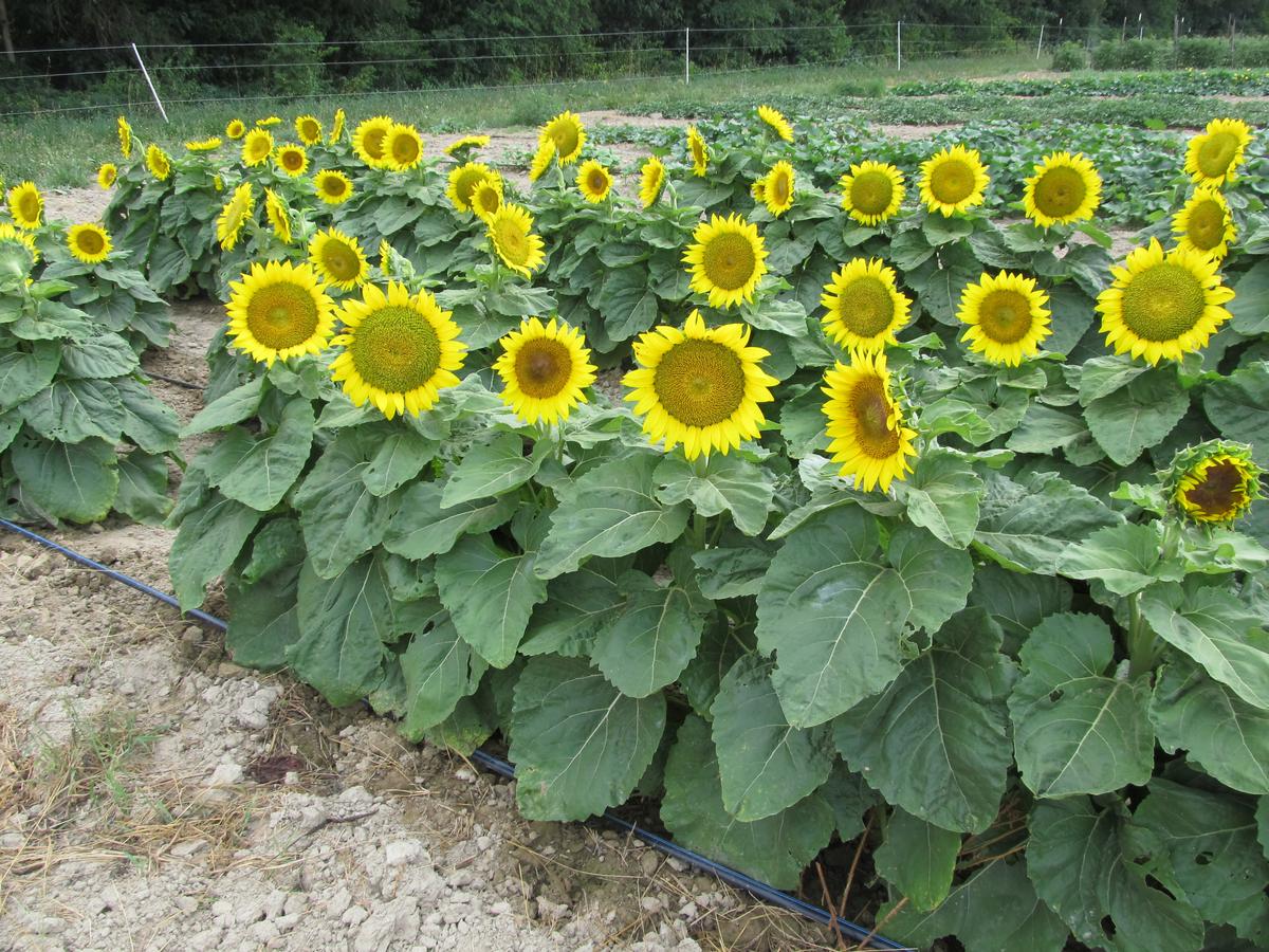 Short Stuff Dwarf Sunflower seeds plants with bright yellow blooms and green leaves on Tampa Home & Garden Store