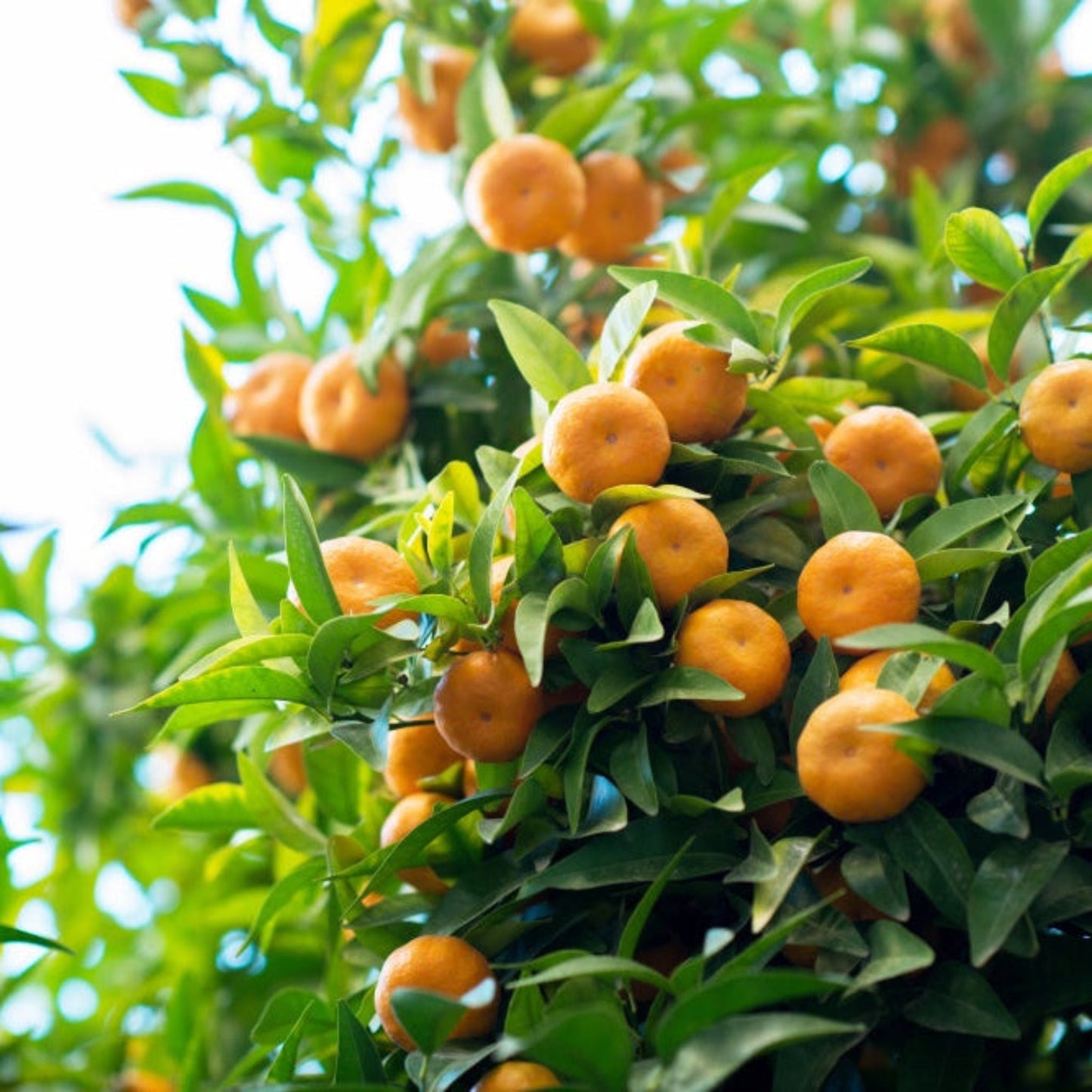 Owari Satsuma tree with bright orange fruit on glossy green leaves, Live Good Logistics plant on Tampa Home & Garden Store