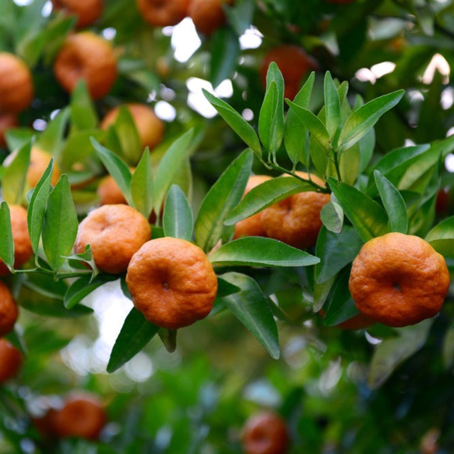 Gold Nugget Mandarin Tree with glossy green leaves and orange mandarins Live Good Logistics on Tampa Home & Garden Store