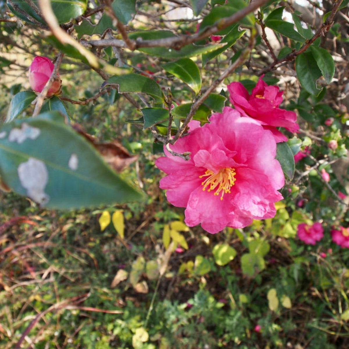 Shishi Gashira Camellia plant with bright pink blooms, glossy green leaves Live Good Logistics on Tampa Home & Garden Store