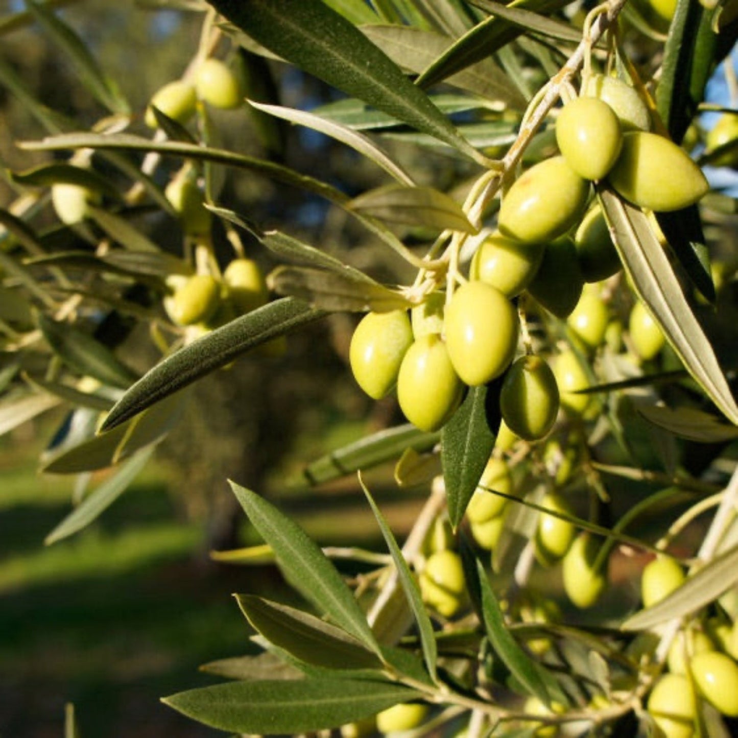 Koroneiki olive tree plant with clusters of green olives and slender olive leaves on Tampa Home & Garden Store