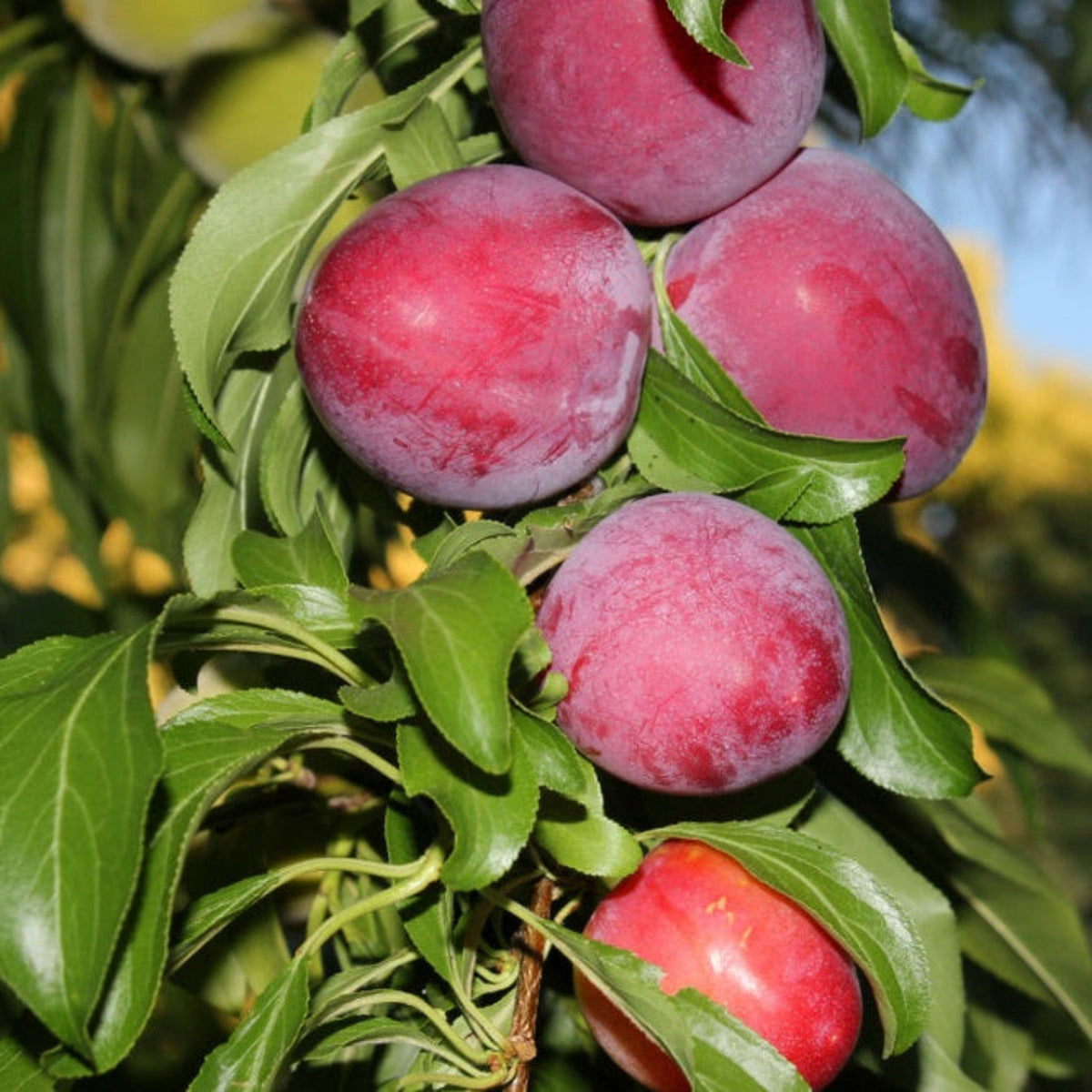 Santa Rosa plum plant with several ripe purple plums on a leafy branch on Tampa Home & Garden Store