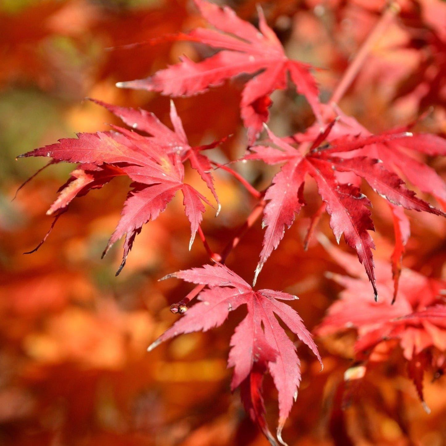 Emperor Japanese Maple plant with bright red leaves, Live Good Logistics indoor/outdoor on Tampa Home & Garden Store