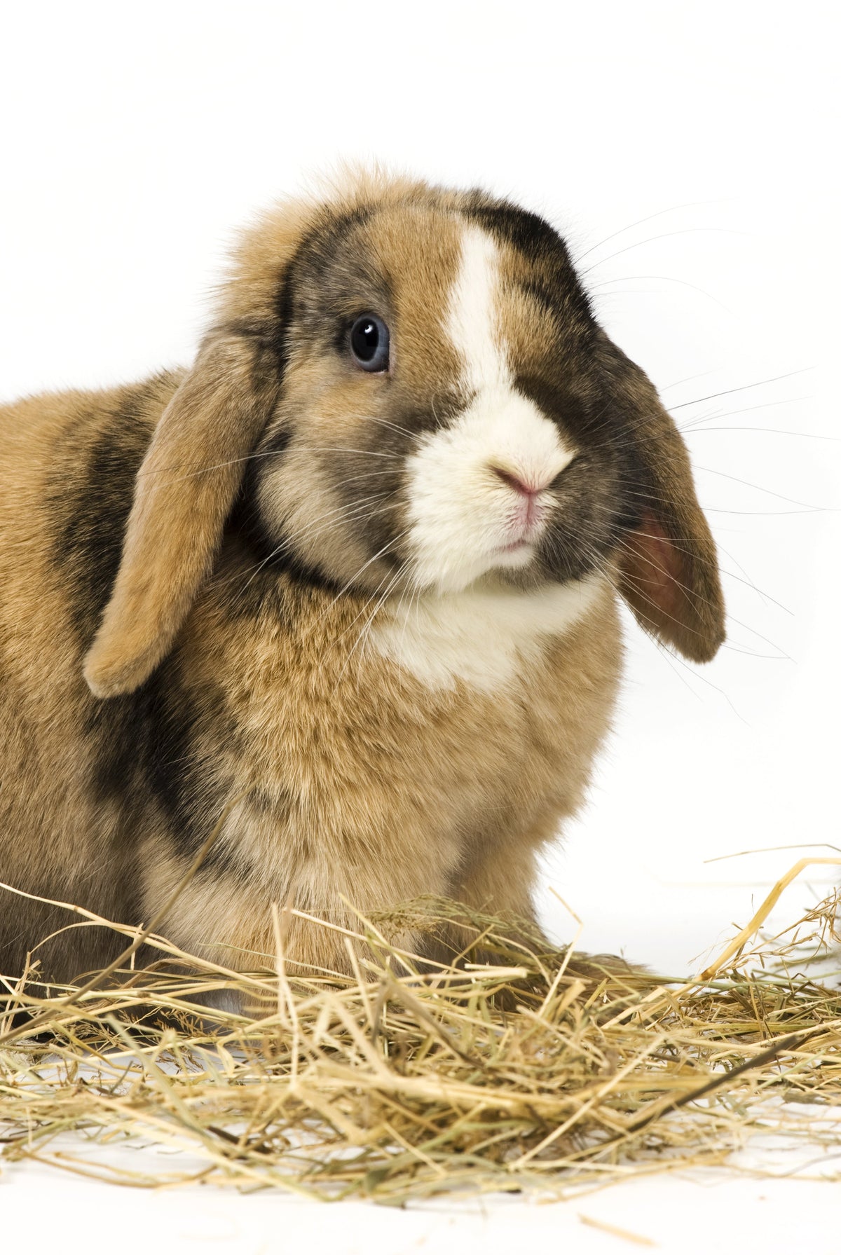 100% Natural Wheat Straw - Glyphosate Free rabbit bedding by Thunder Acres with bunny on straw on Tampa Home & Garden Store