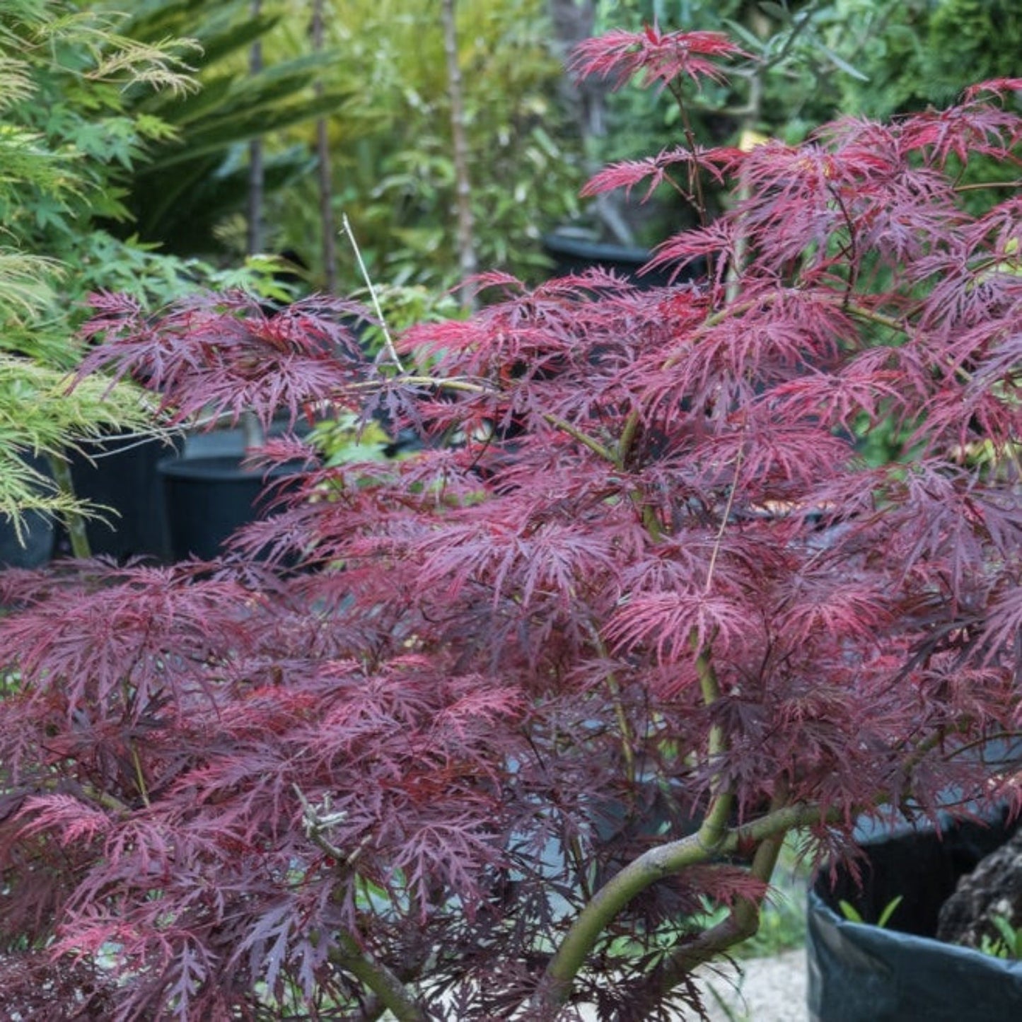 Red Dragon Japanese Maple Tree plant with vivid crimson lacy leaves on Tampa Home & Garden Store
