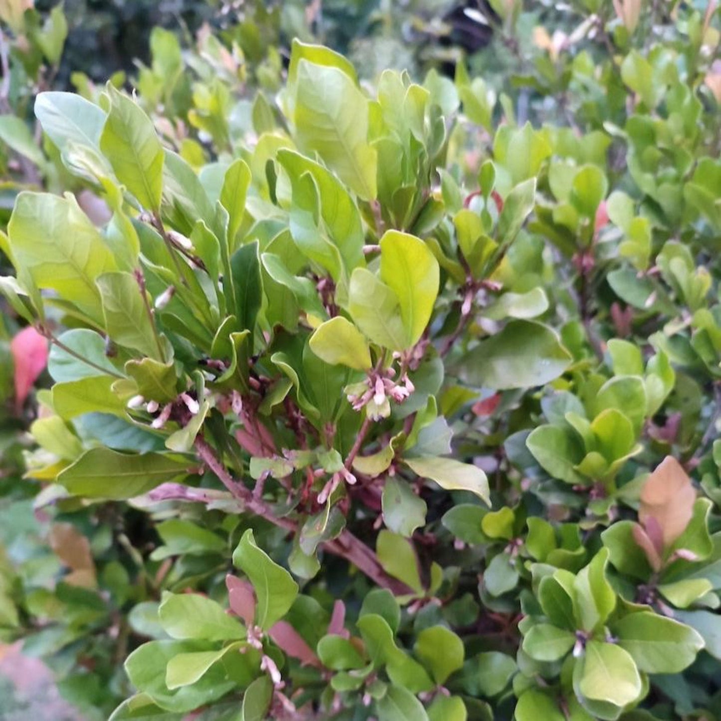 Miracle Fruit plant with dense green oval leaves and tiny pinkish-white blossoms on Tampa Home & Garden Store