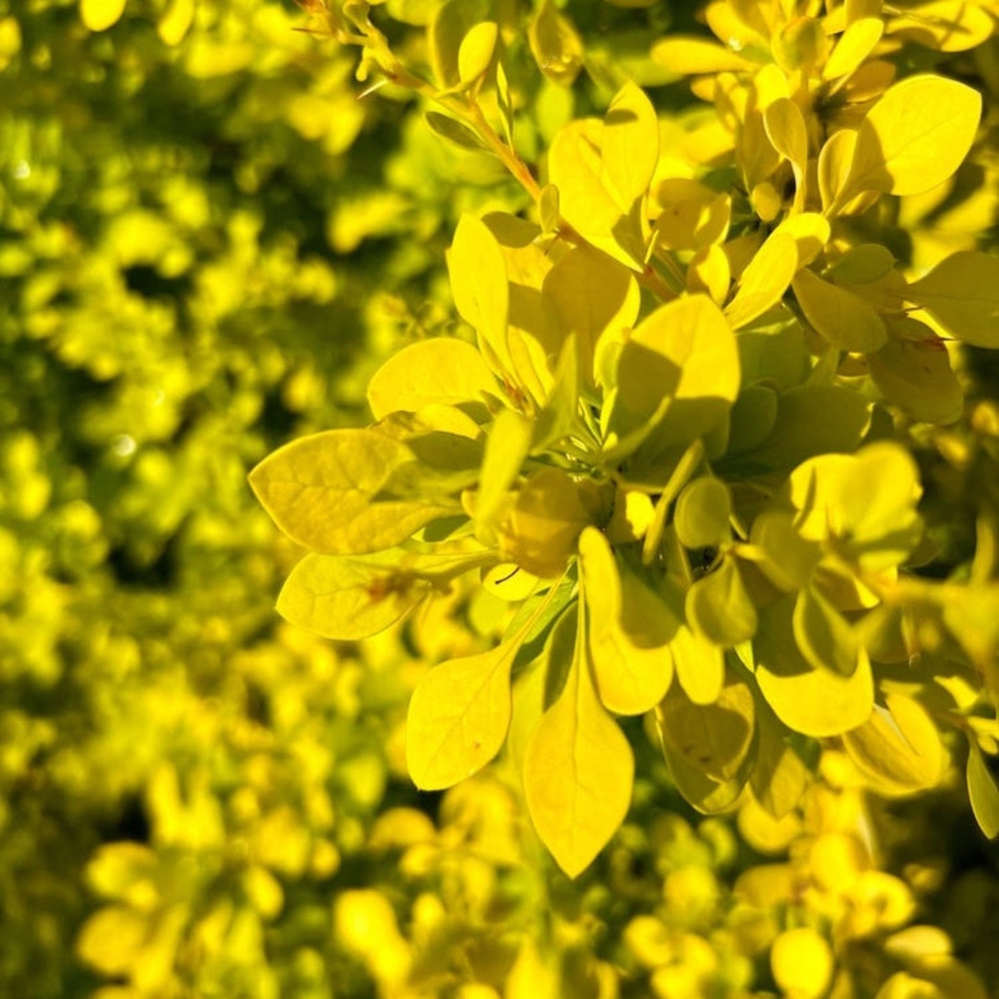 Golden Barberry plant with bright yellow leaves outdoor shrub on Tampa Home & Garden Store