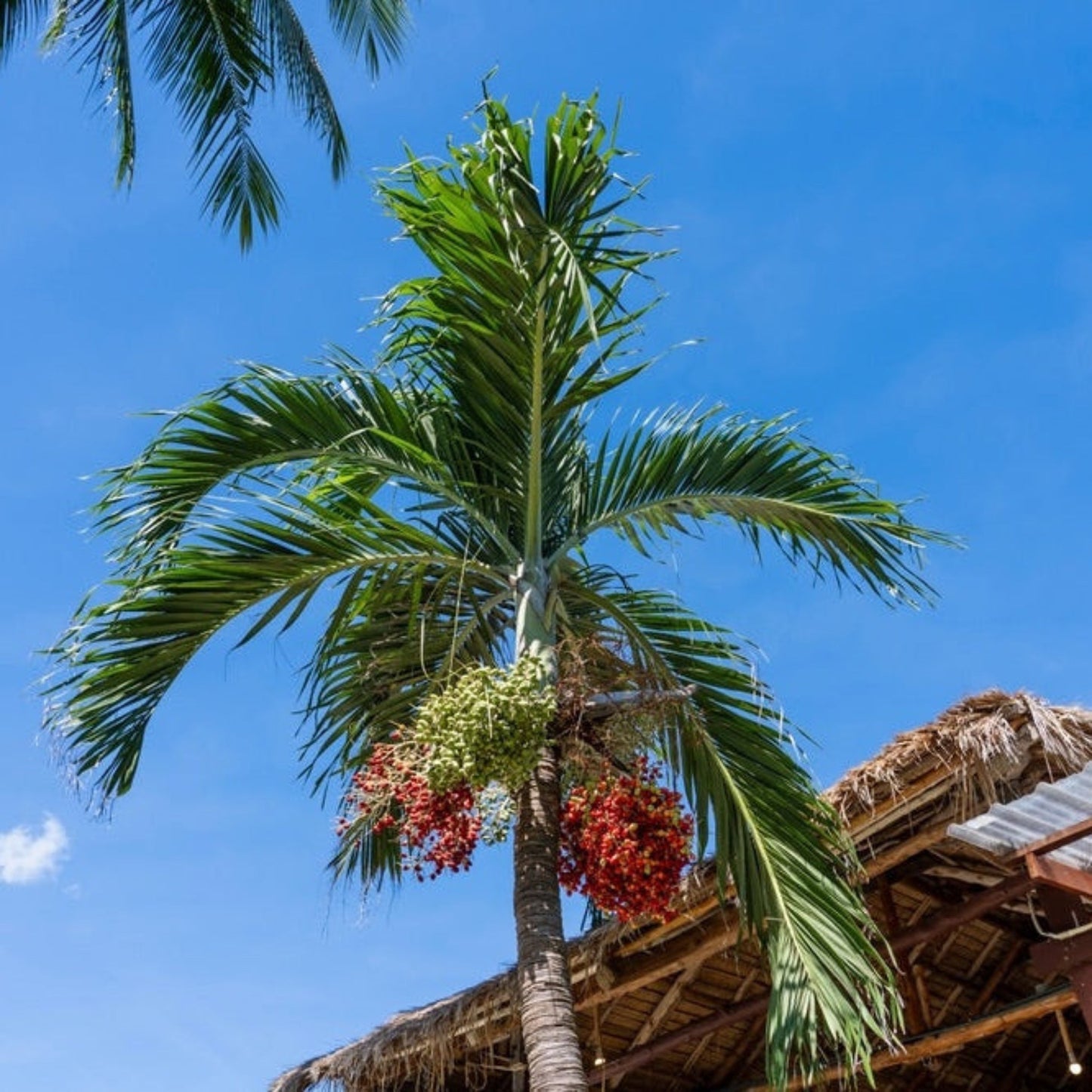 Christmas Palm Tree plant with green fronds and red berries by Live Good Logistics on Tampa Home & Garden Store