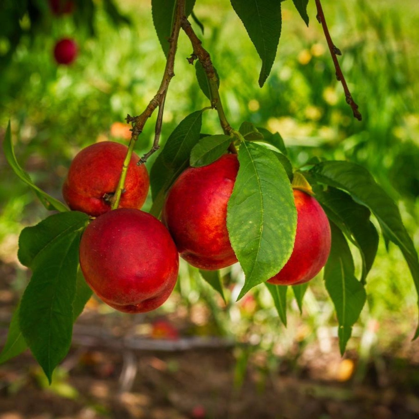 Flavortop Nectarine Tree plant by Live Good Logistics with ripe red nectarines on green leaves on Tampa Home & Garden Store