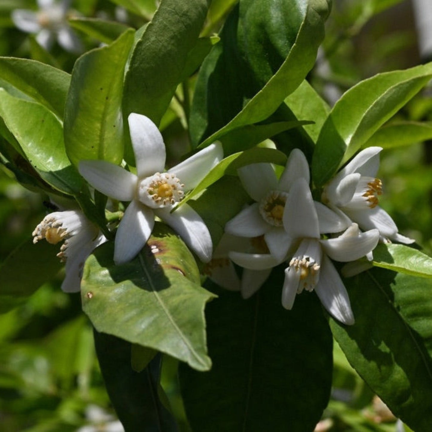 Yuzu Tree plant with glossy green leaves and white blossoms on Tampa Home & Garden Store