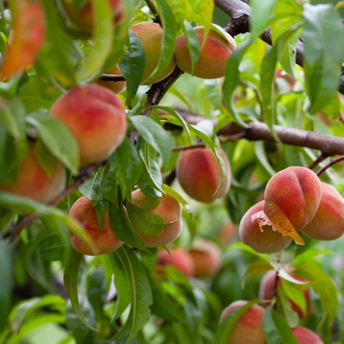 Peach Fruit Snacks Sweet Sensation plant on a peach tree branch with green leaves on Tampa Home & Garden Store