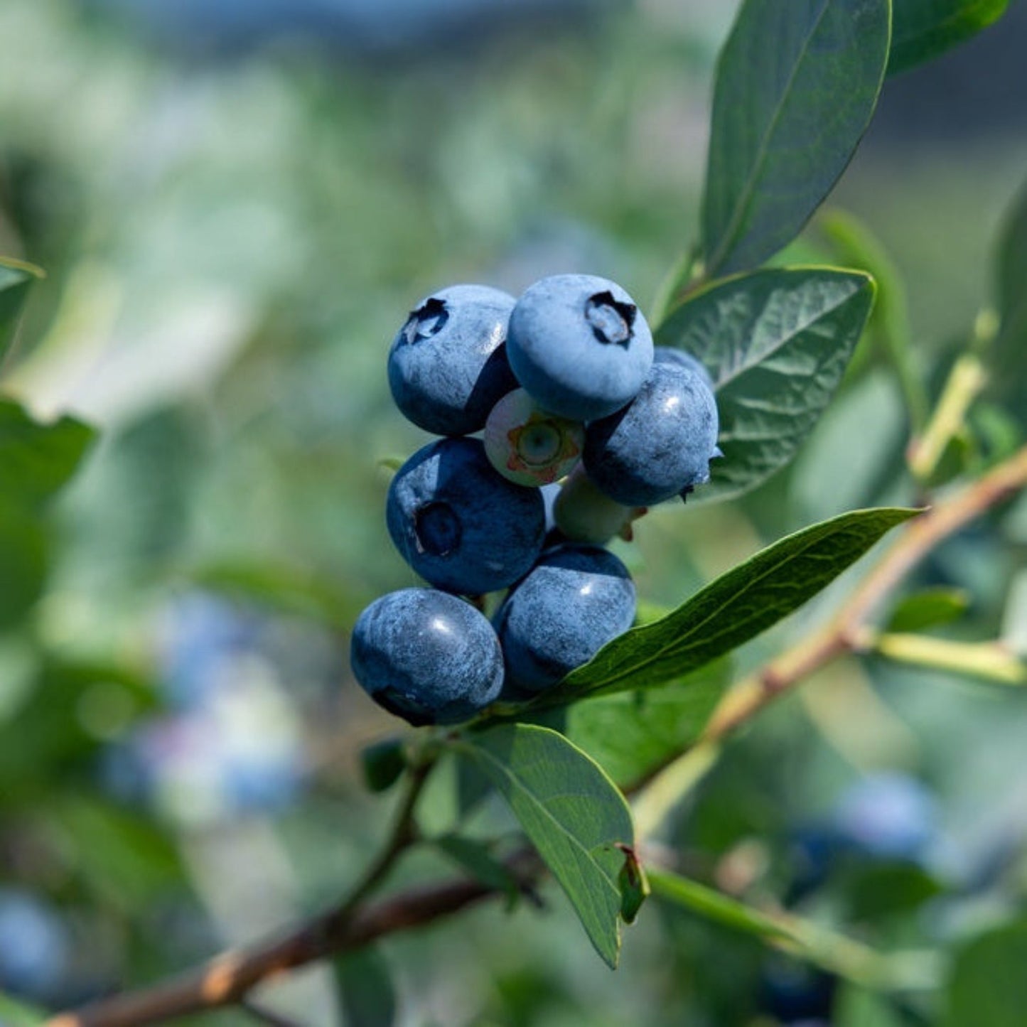 Sunshine Blue Blueberry plant with clustered blueberries on green leaves on Tampa Home & Garden Store