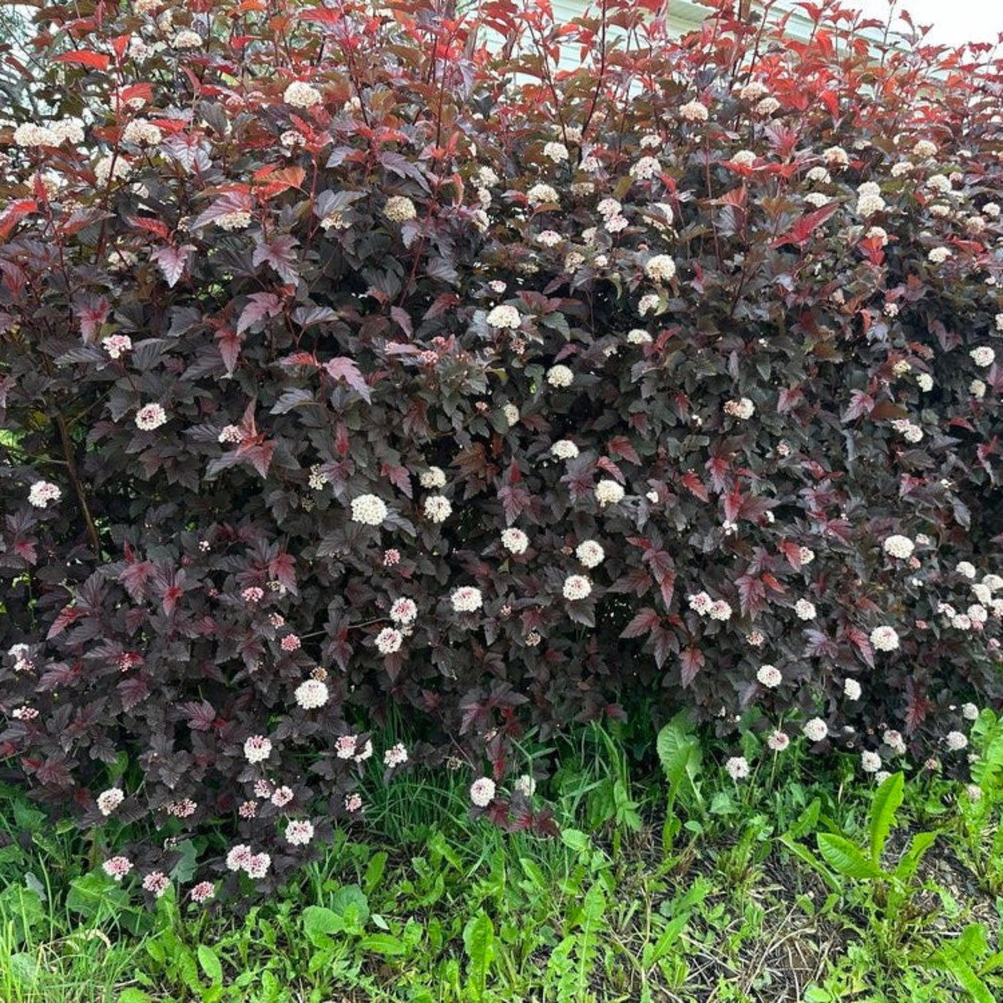 Summer Wine Ninebark plant with burgundy foliage and white flower clusters in dense shrub on Tampa Home & Garden Store