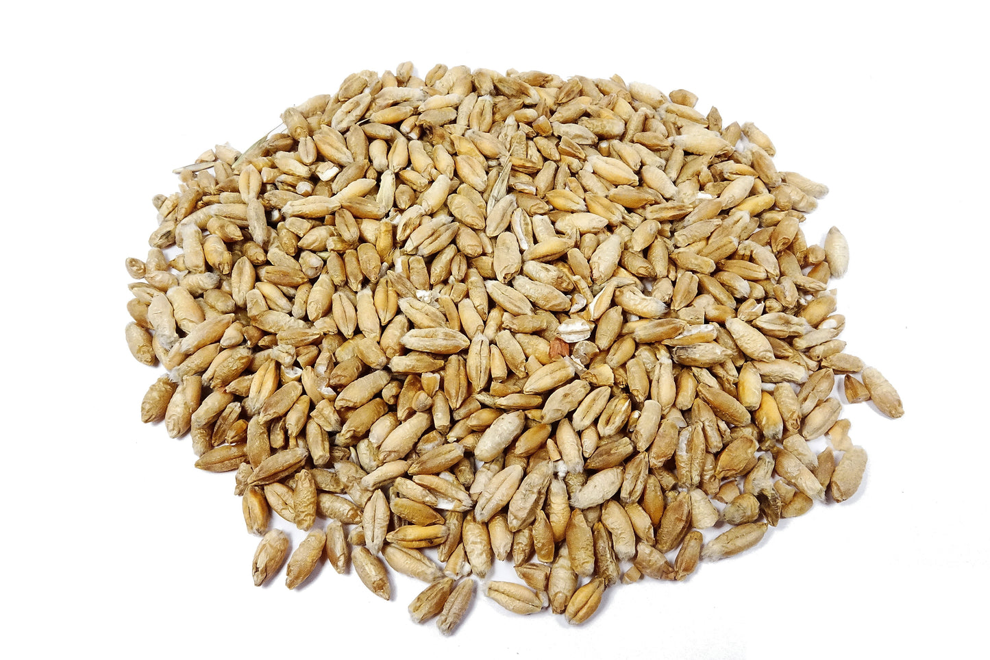 Thunder Acres organic non-GMO triticale seed glyphosate-free pile of tan seeds on Tampa Home & Garden Store
