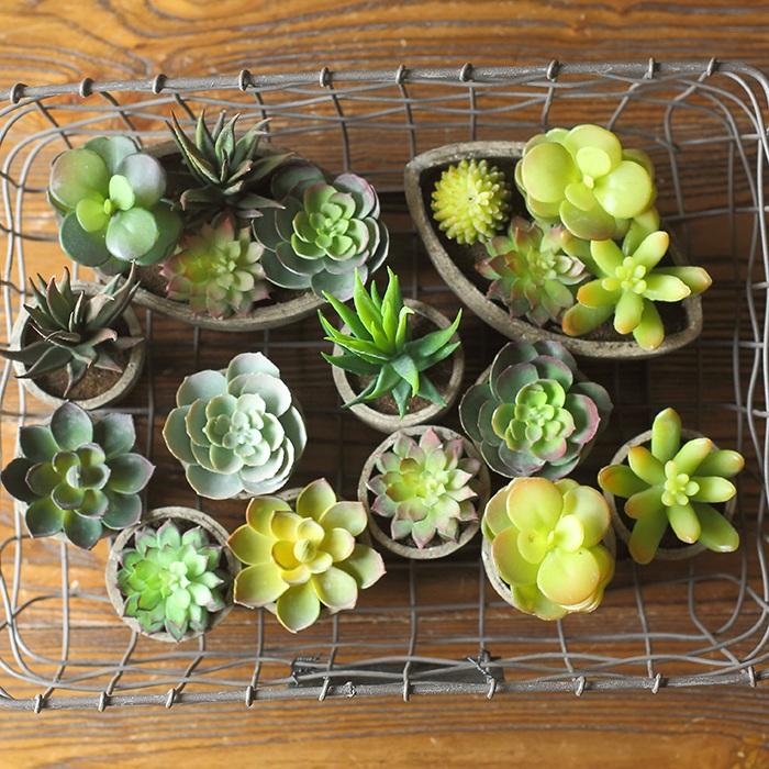 Set of 5 randomly picked small succulents in rustic stone pots in a metal wire basket on Tampa Home & Garden Store