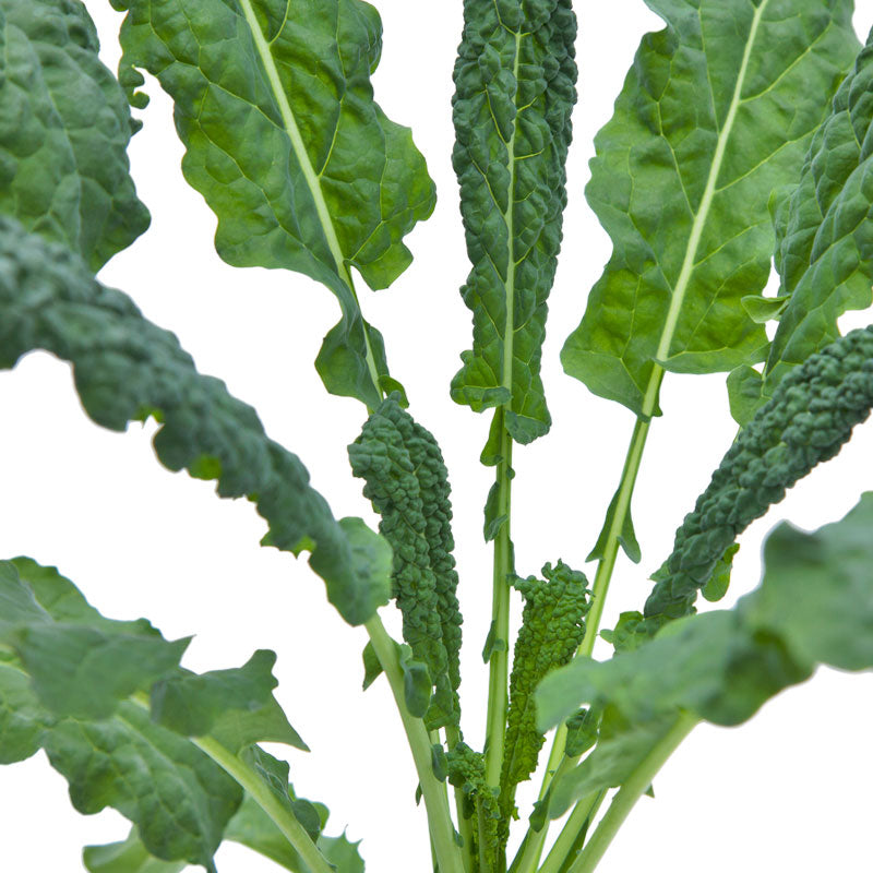 Lacinato kale seeds from Seedtime Store featuring dark green dinosaur kale leaves on Tampa Home & Garden Store