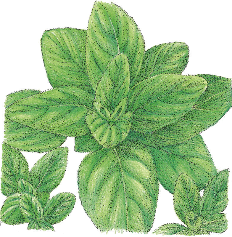 Oregano seeds Italian oregano Seedtime Store green leaves illustration on Tampa Home & Garden Store