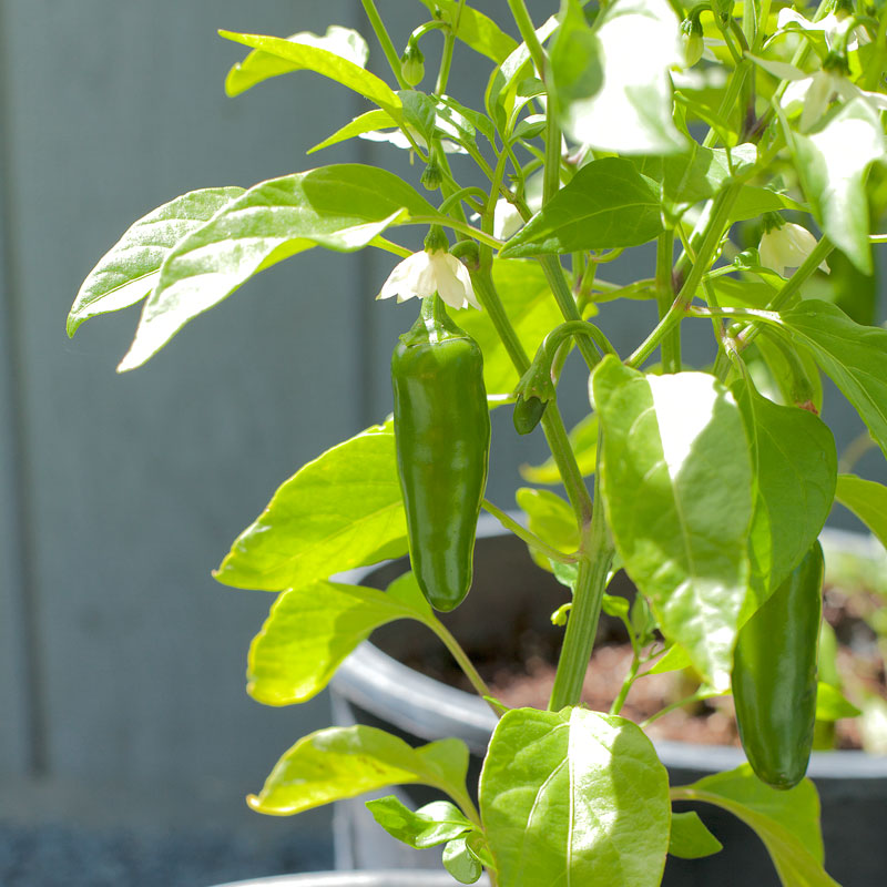 Early Jalapeño hot pepper seeds plant with two green peppers and white flowers on Tampa Home & Garden Store
