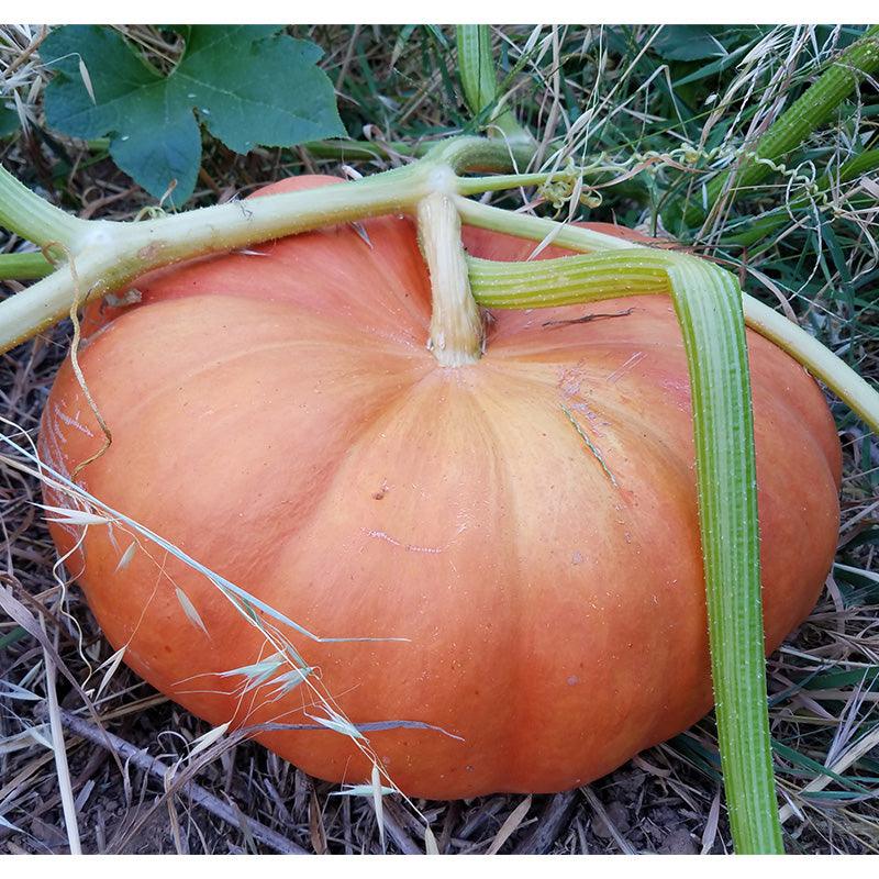 Cinderella Pumpkin Seeds (Organic)